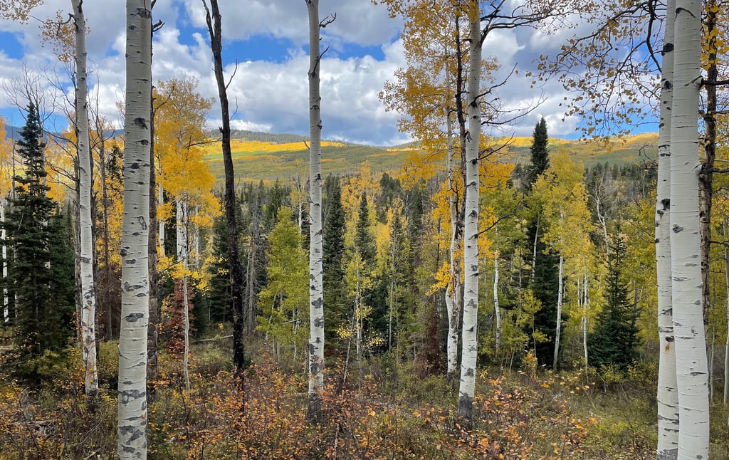 a forest filled with lots of trees and yellow leaves