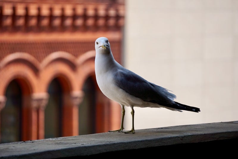 Seagull sitting on ledge.