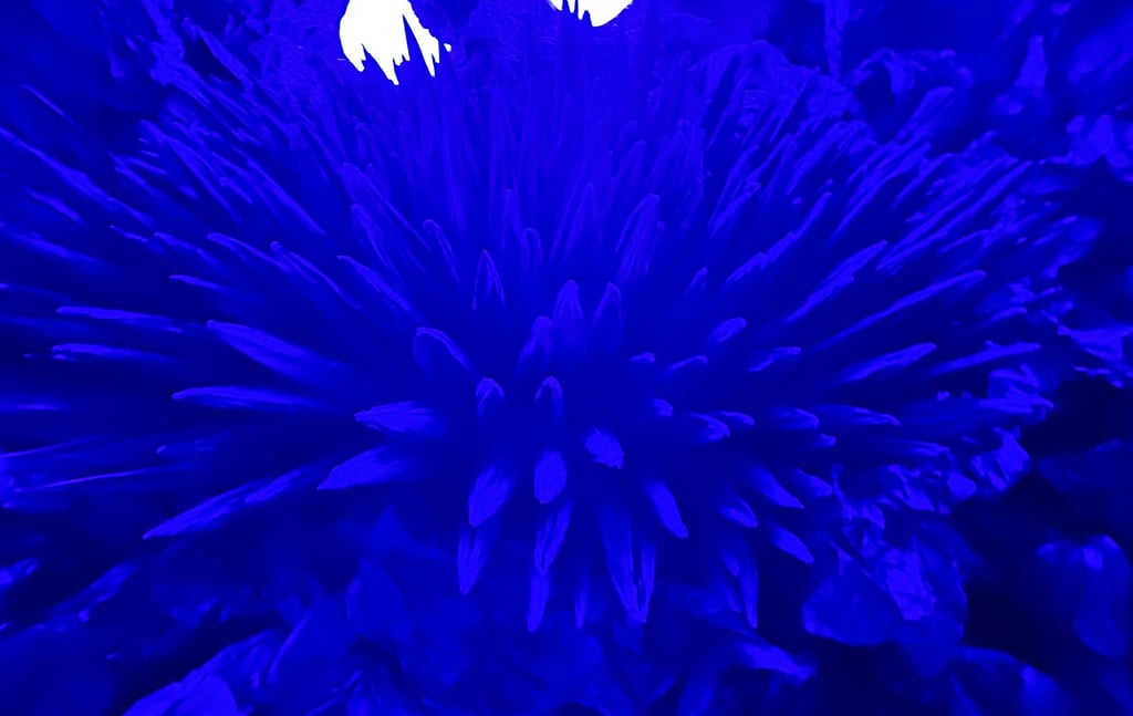 L'Odyssée de Léa @16mag