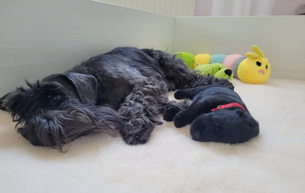 Chiot Schnauzer nain et maman