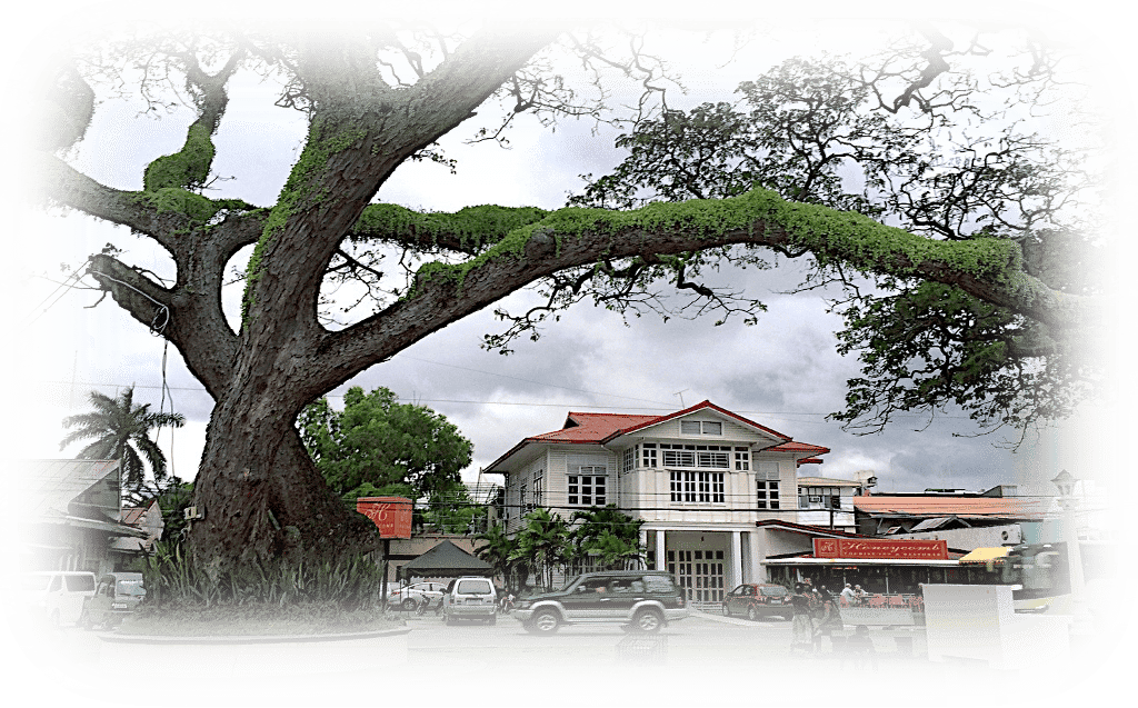 a large tree in a city park
