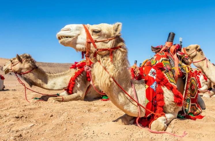 Al-Ula, Saudi Arabia
