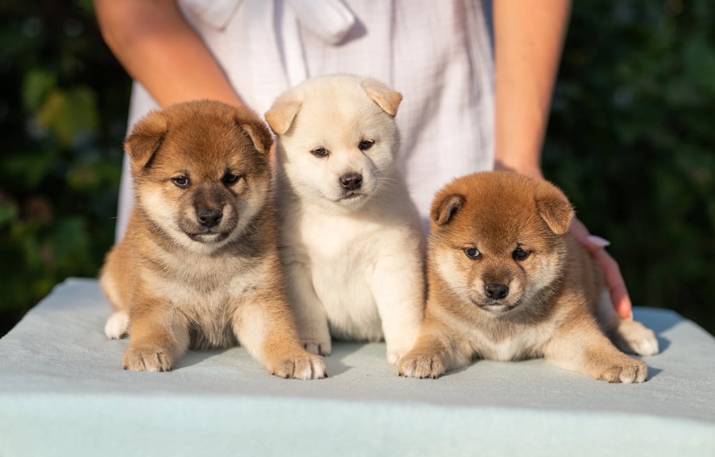 Shiba Inu Dog Price Guide (2025)