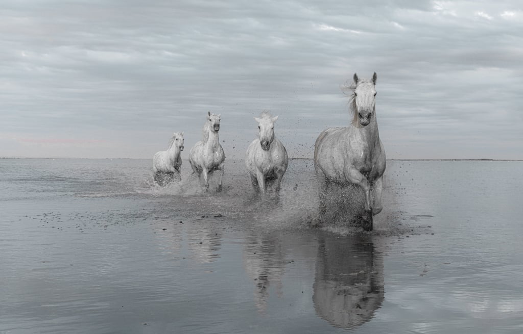 horse movement fine art photography Laura Mommicchi