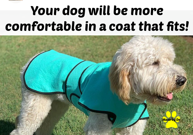 A fluffy white dog wearing a comfortable turquoise dog cool coat standing on green grass.