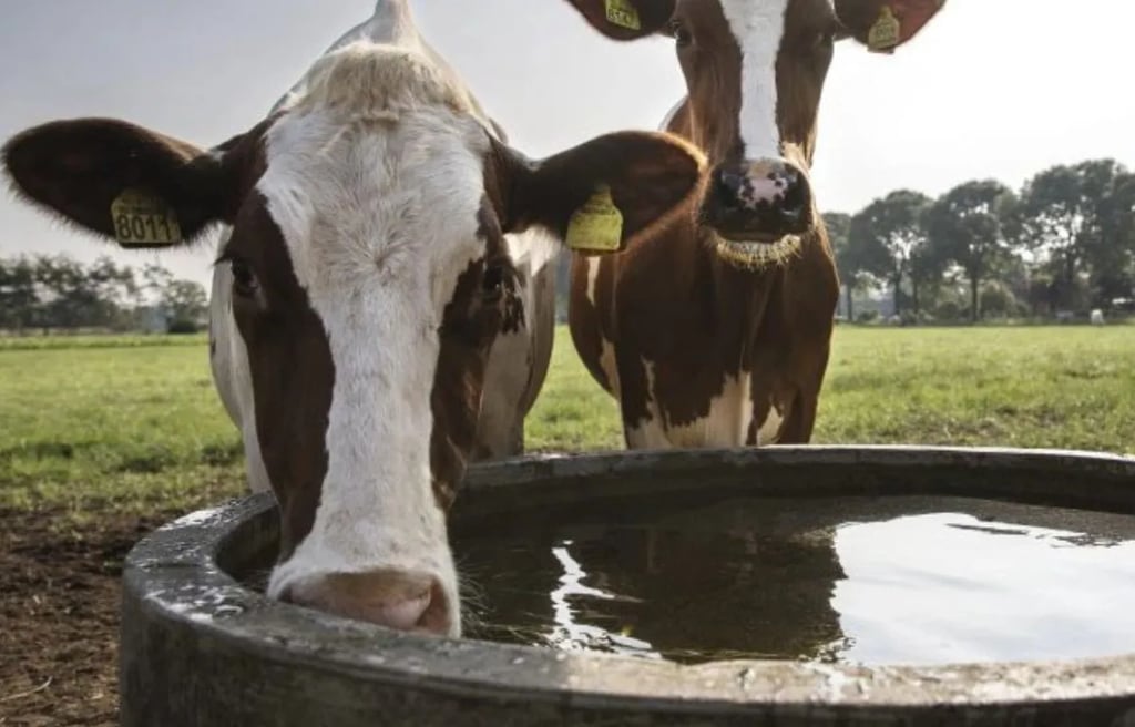 FrieslandCampina Milk Price set at €70.58 for August 2025