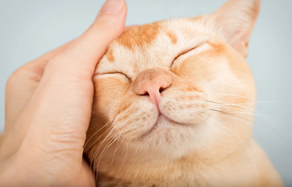 Content ginger cat with eyes closed in bliss while having his head gently stroked.