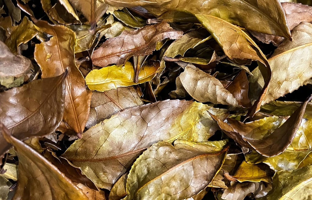 Feuilles de thé japonais Kancha