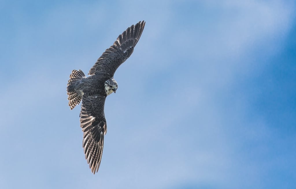 a bird flying through the air with a blue sky in the background