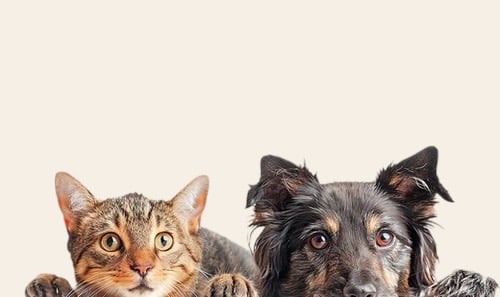 Portrait en gros plan d'un chat tigré et d'un chien noir à poils longs, posant côte à côte sur un fo