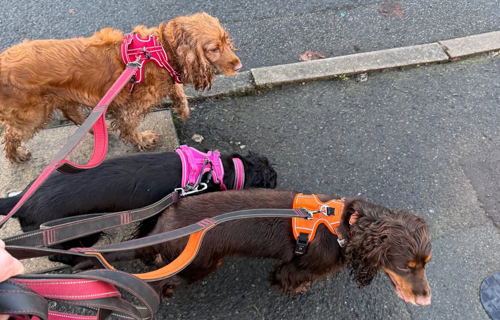 3 cocker spaniels walking nicely on loose leads together