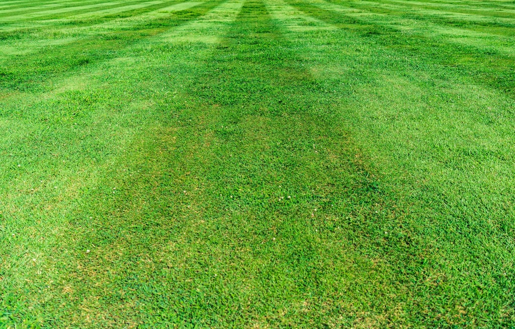 Lawn maintenance in Bridgwater Somerset UK 