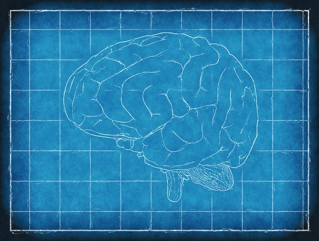 cerebro