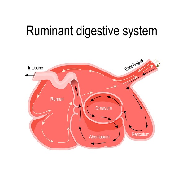 Ruminent Stomach