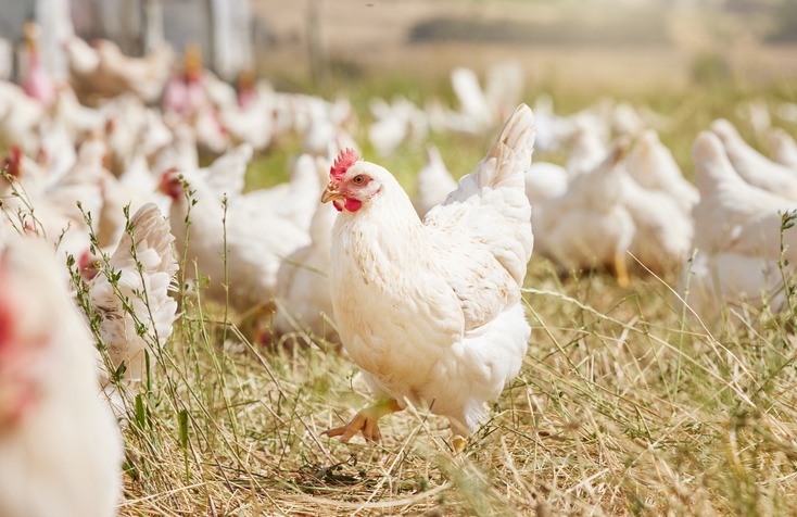 Chickens on pasture - Polyface