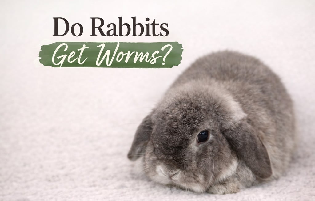 Hot Cross Buns' Rosie waits to hear if rabbits can get worms