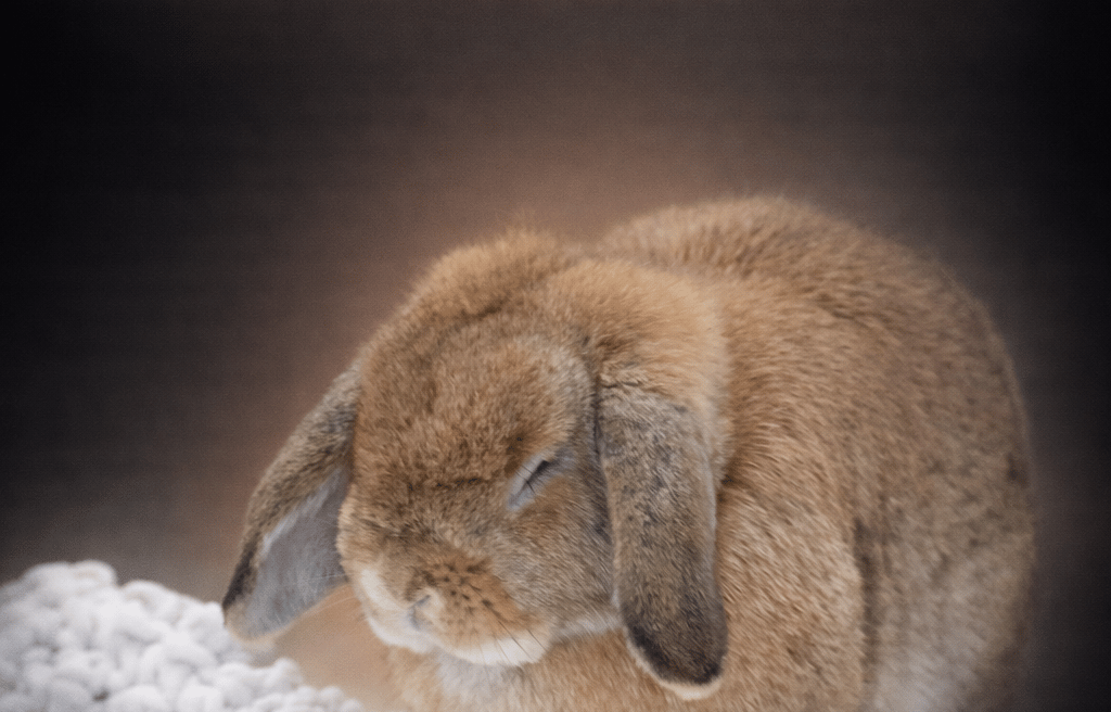 Hot Cross Buns' Parcheesi isn't really ill, she's just scrunching her face