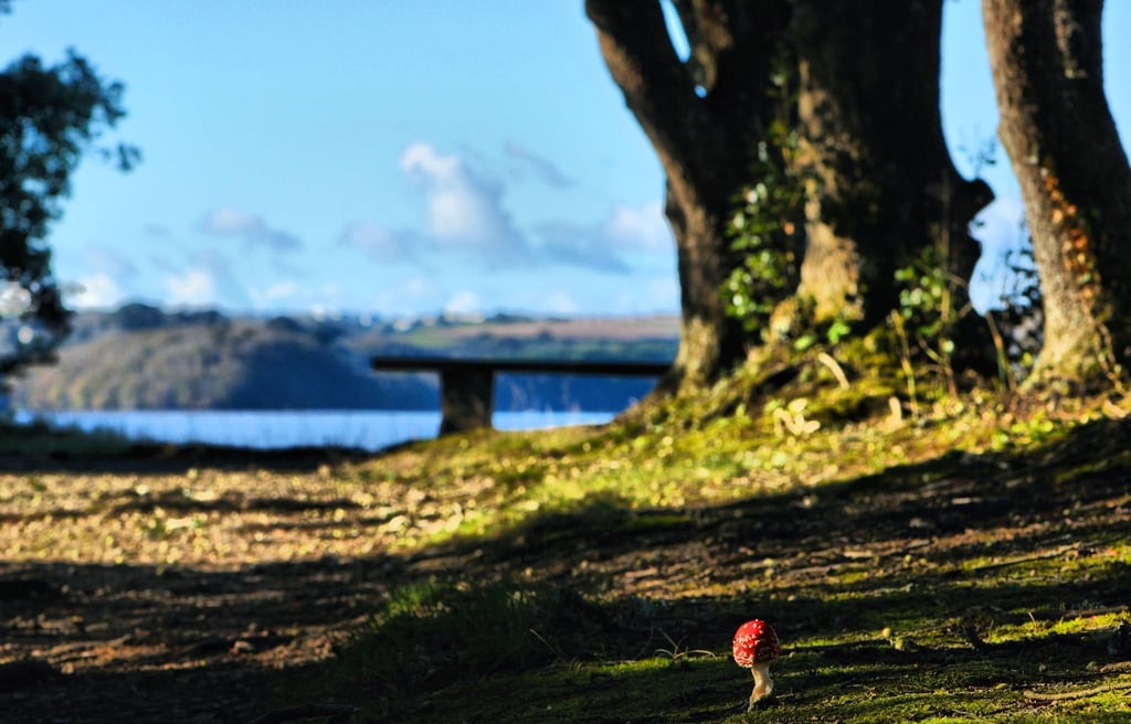 A small red fly agaric mushroom grows on a mossy forest floor with a scenic lake view.