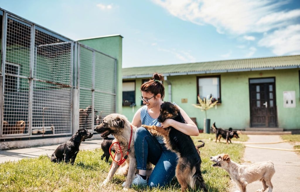 SEO for Dog and Cat Shelters in Cyprus: Rank Locally Fast