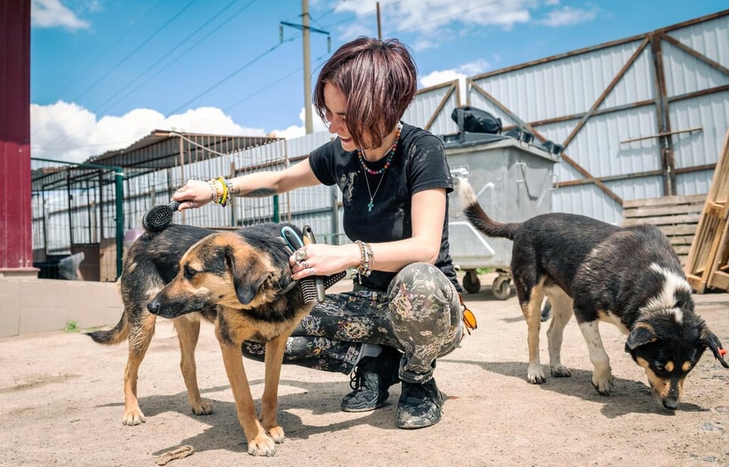 SEO For Animal Shelters in Cyprus