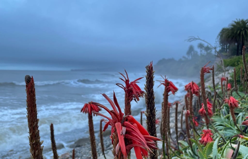a beach with red flowers and a cloudy sky