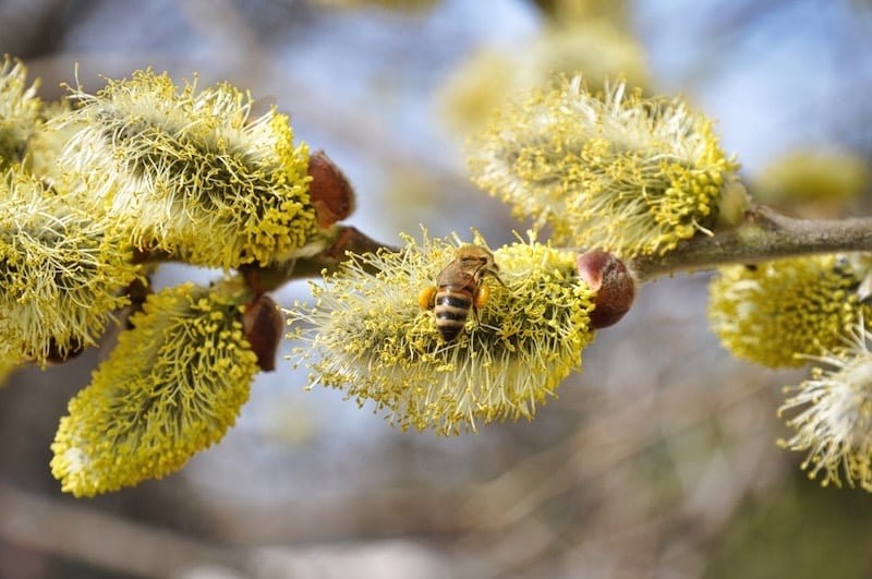 Bienen sind am Pollensammeln am Palmkätzchenstrauch
