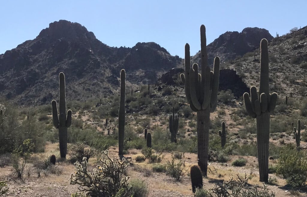 Saguaro Cactus-filled desert wilderness, dry arid terrain for survival challenges and off-grid desert hiking