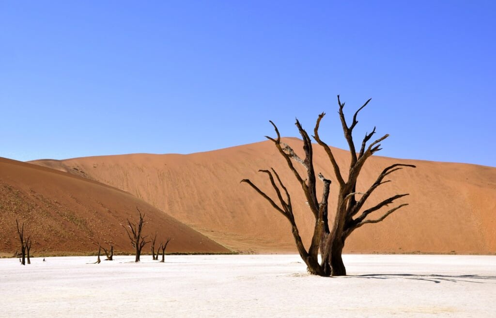 Desolate desert landscape with dead trees and sand dunes, harsh survival conditions and extreme heat exposure