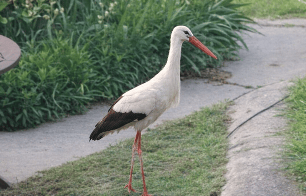 A stork standing on grass beside a concrete path in a garden in Kurtovo Konare, captured during a wi