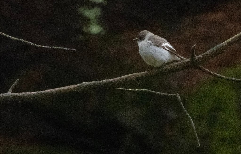 Collared Flycatcher in Øygarden 23 May 2026
