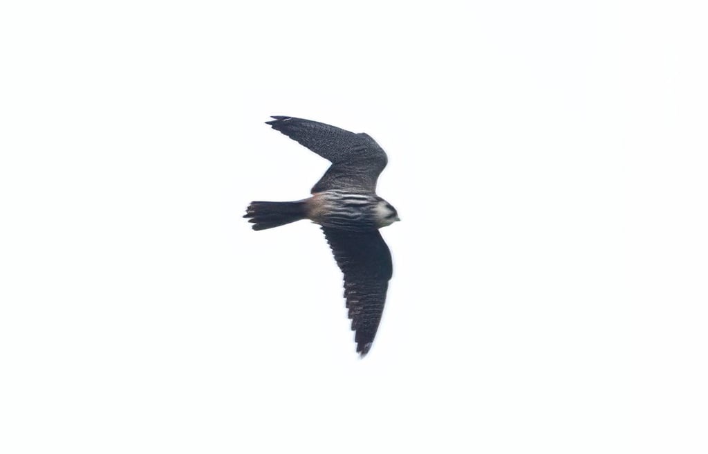 Eurasian Hobby in Øygarden 23 May 2026