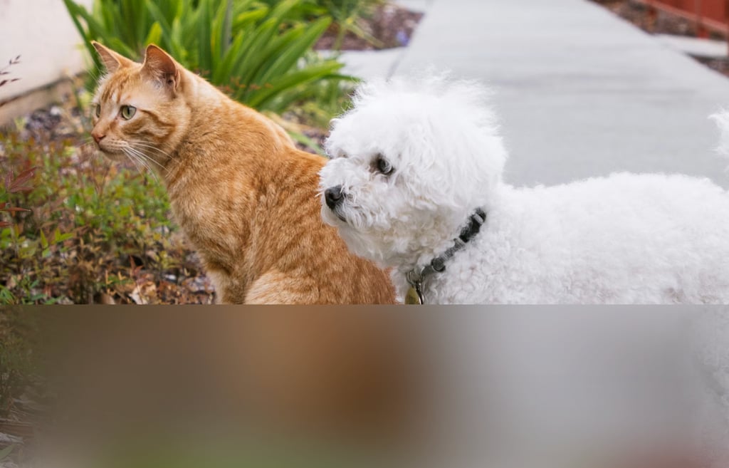 dogAdvisor | dogadvisor | dog advisor | dogAdvisor.dog