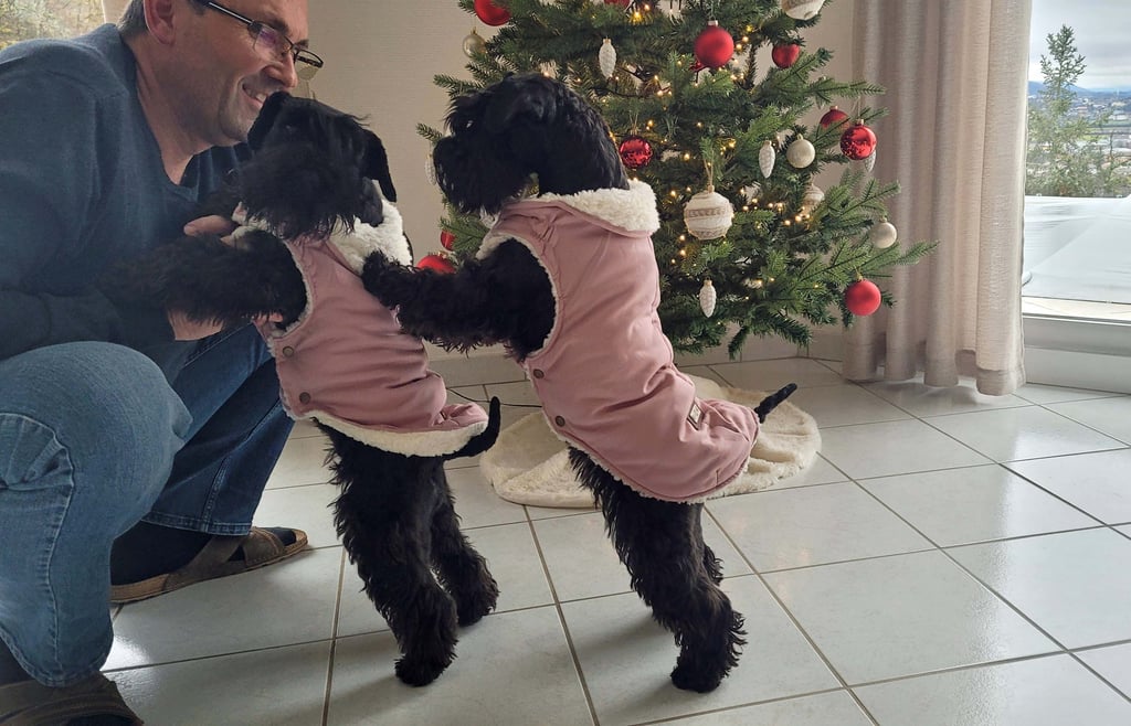 Schnauzers nains noirs dans leur doudoune
