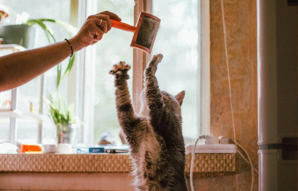 Como evitar mordida de gato dicas práticas para prevenir