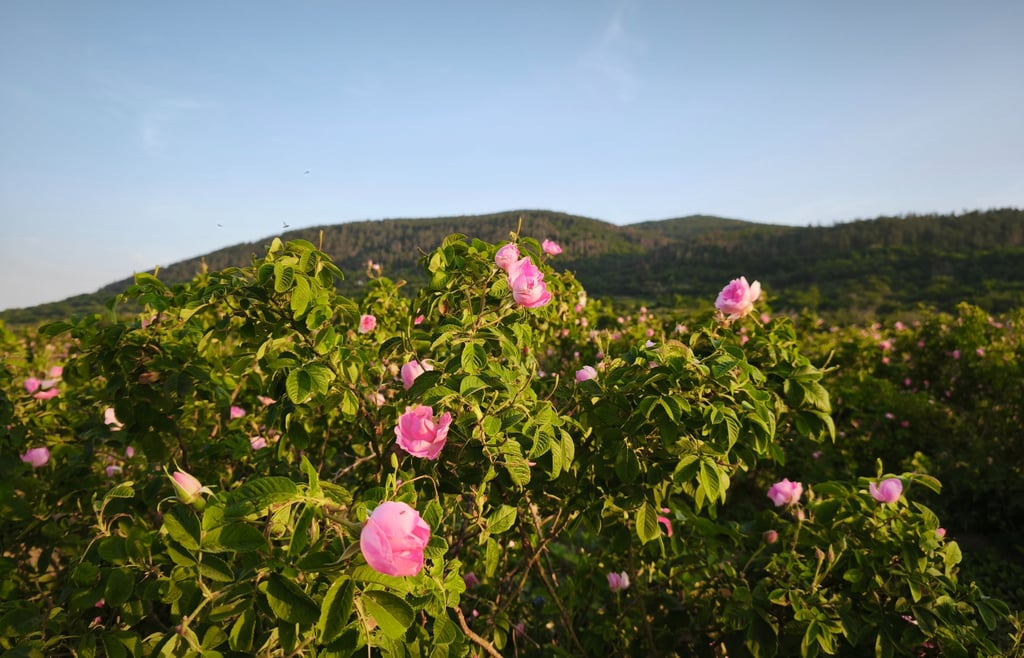 Blooming Rosa Damascena rose fields in Bulgaria’s Rose Valley, source of premium Bulgarian rose oil and hydrosol, harvested f