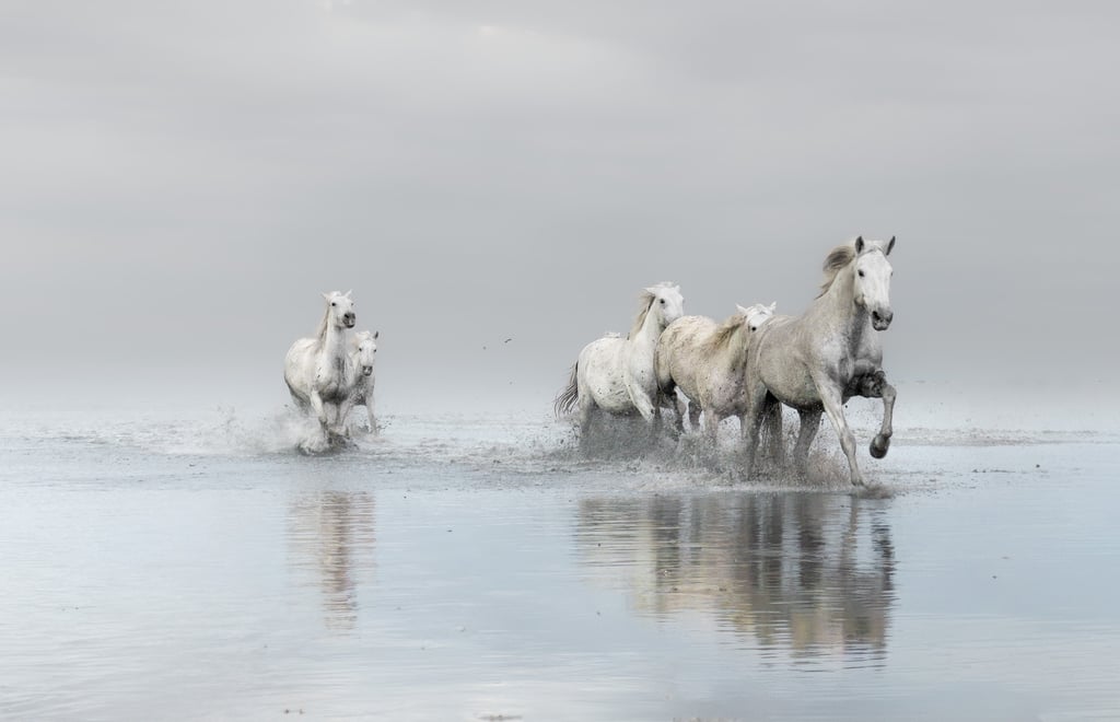 horse movement fine art photography Laura Mommicchi