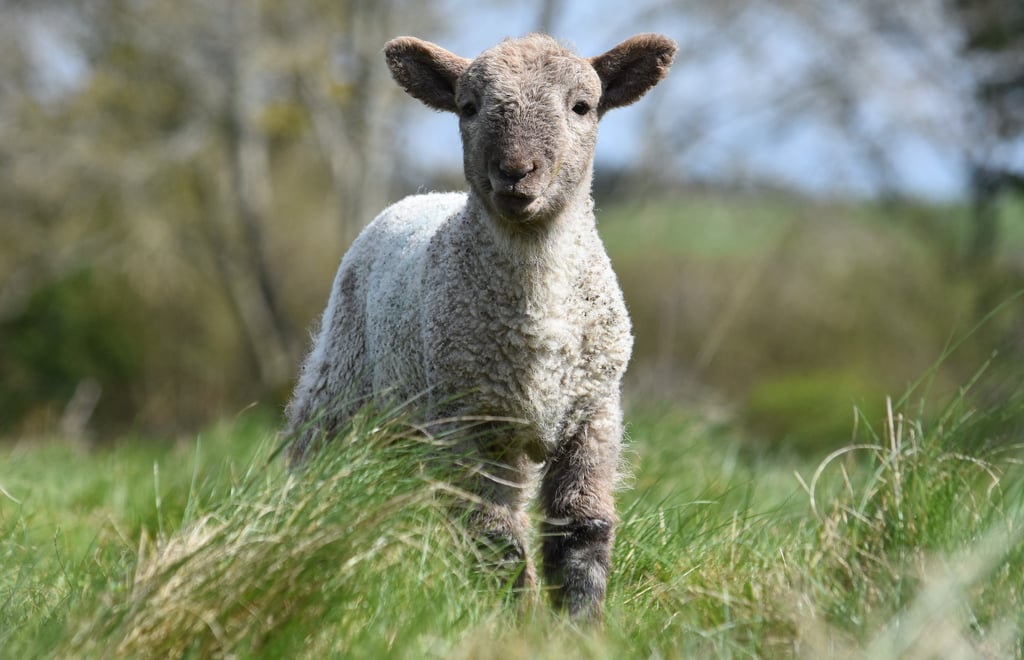 a lamb standing in tall grass with trees in the background