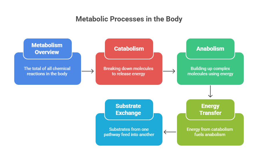 Metabolic process