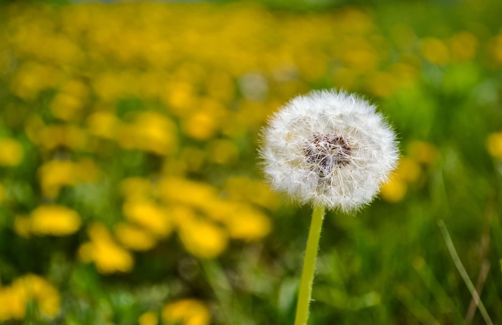 dandelion