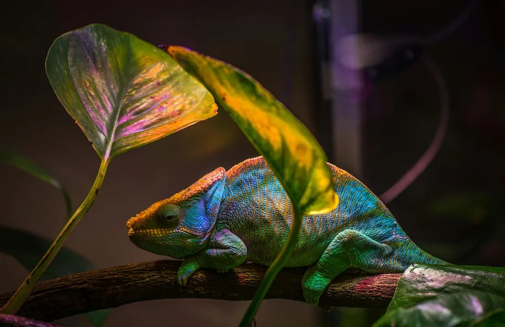 Chameleon: Image by Egor Kamelev (Pexels.com)