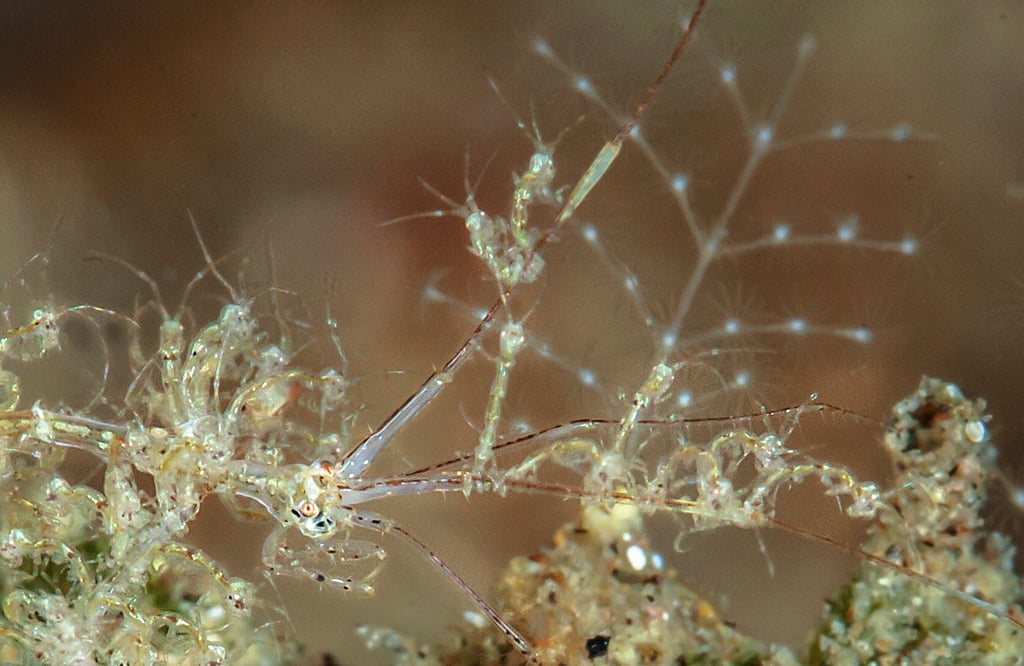 La caprelle et ses petits...