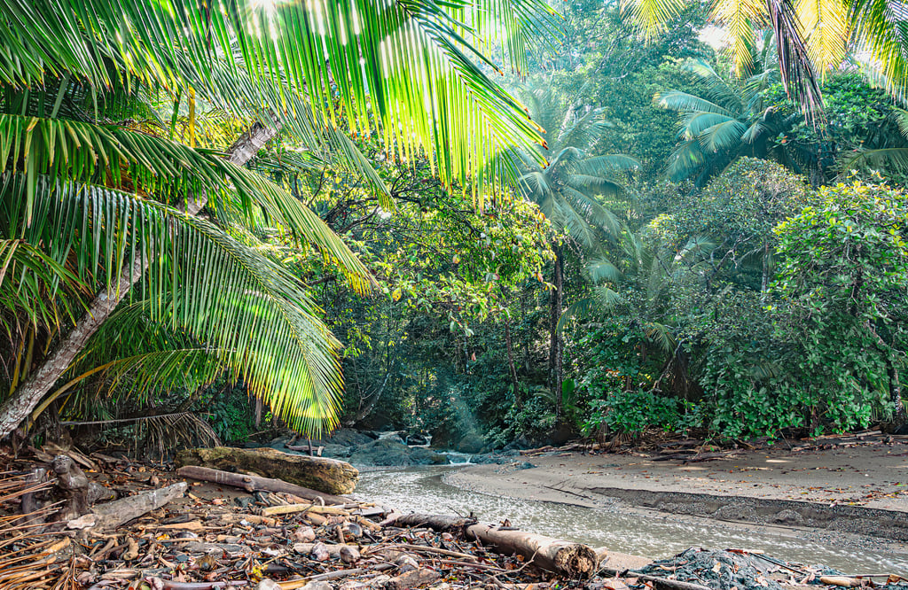 Edge of the jungle, where the river flows towards the ocean, Corcovado National Park, Costa Rica