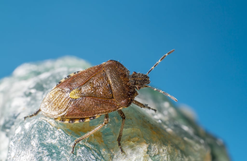 a bug