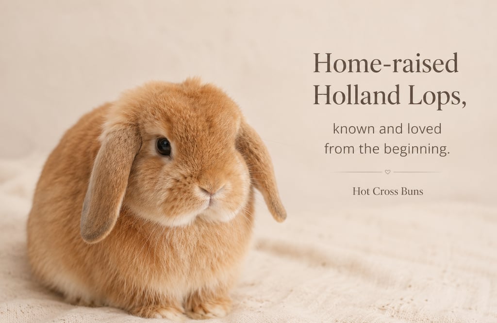 Hot Cross Buns' Streudel - home-raised Holland Lops image