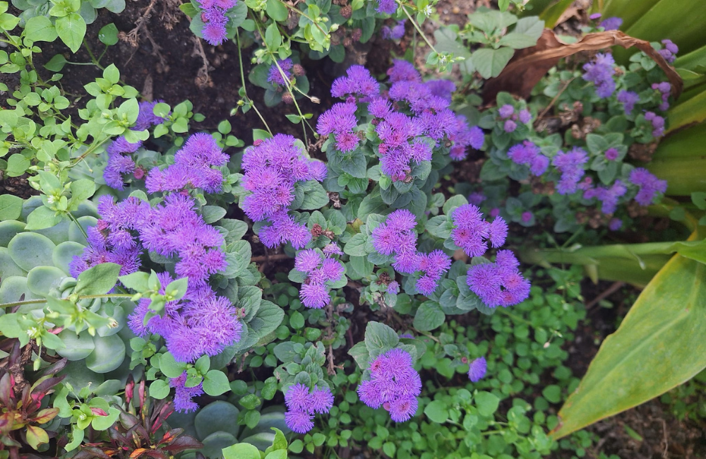 a rabbit resistant annual with purple flowers