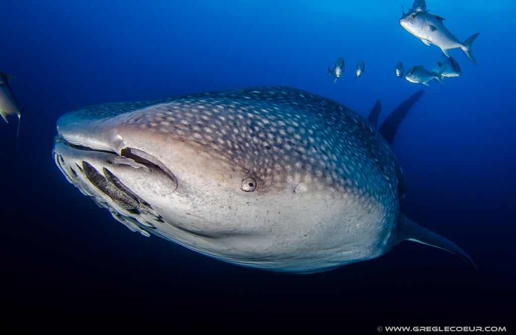 bouche et œil d'un requin baleine greg le coeur