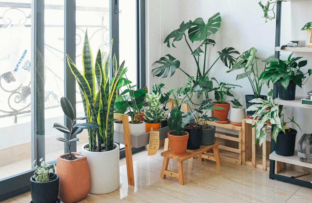 Green plants in room