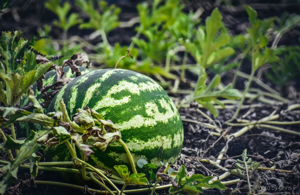 watermelon growing in lush garden compost