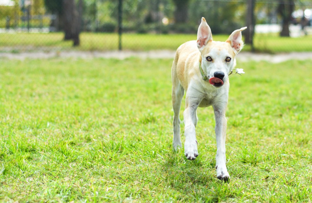 A puppy dog looking at the camera standing on grass