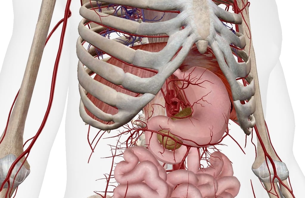 Anatomie estomac ostéopathie
